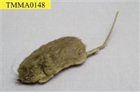 藏品(高山白腹鼠)的圖片